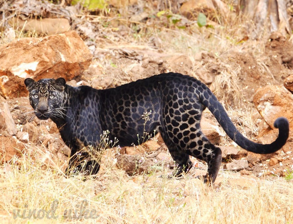 Black leopards in Tadoba. 