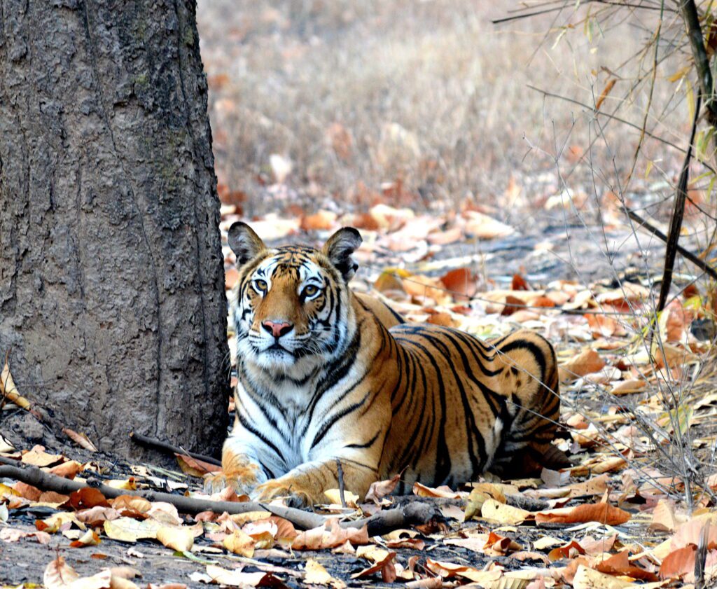 Famous tigers of Ranthambore
