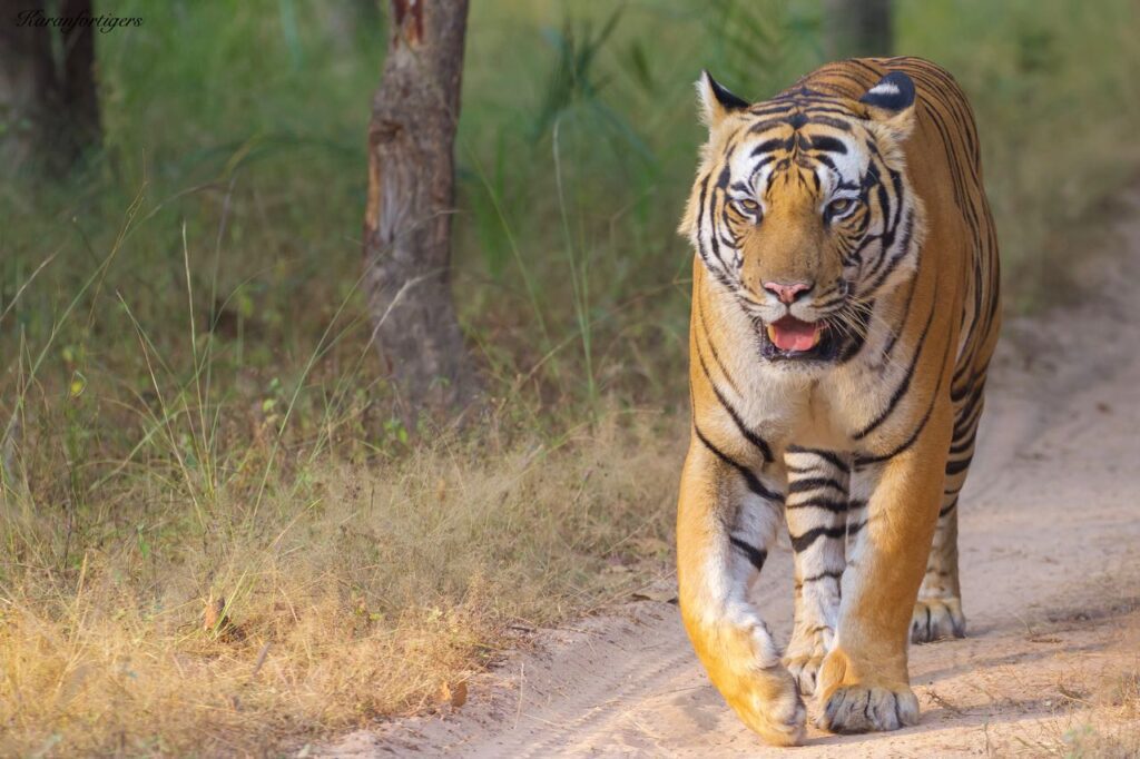 Famous tigers of Kanha