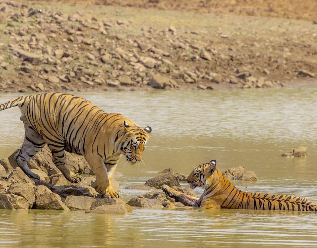 Top tiger safaris in India