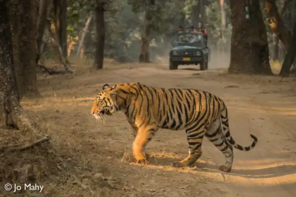 Bandhavgarh – Kanha Tiger Tour, Madhya Pradesh