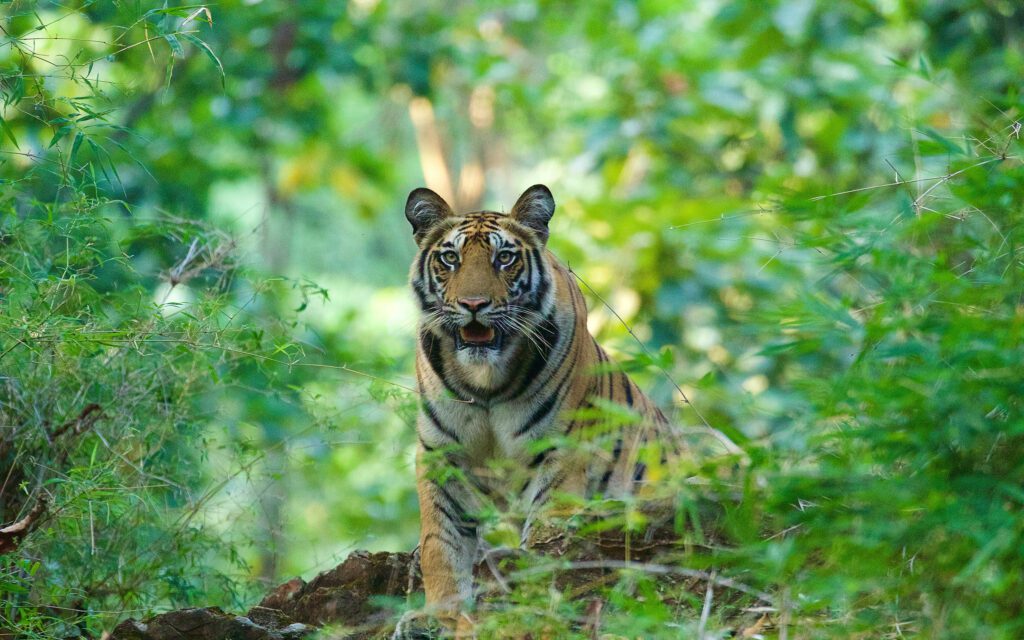 tiger god in india 