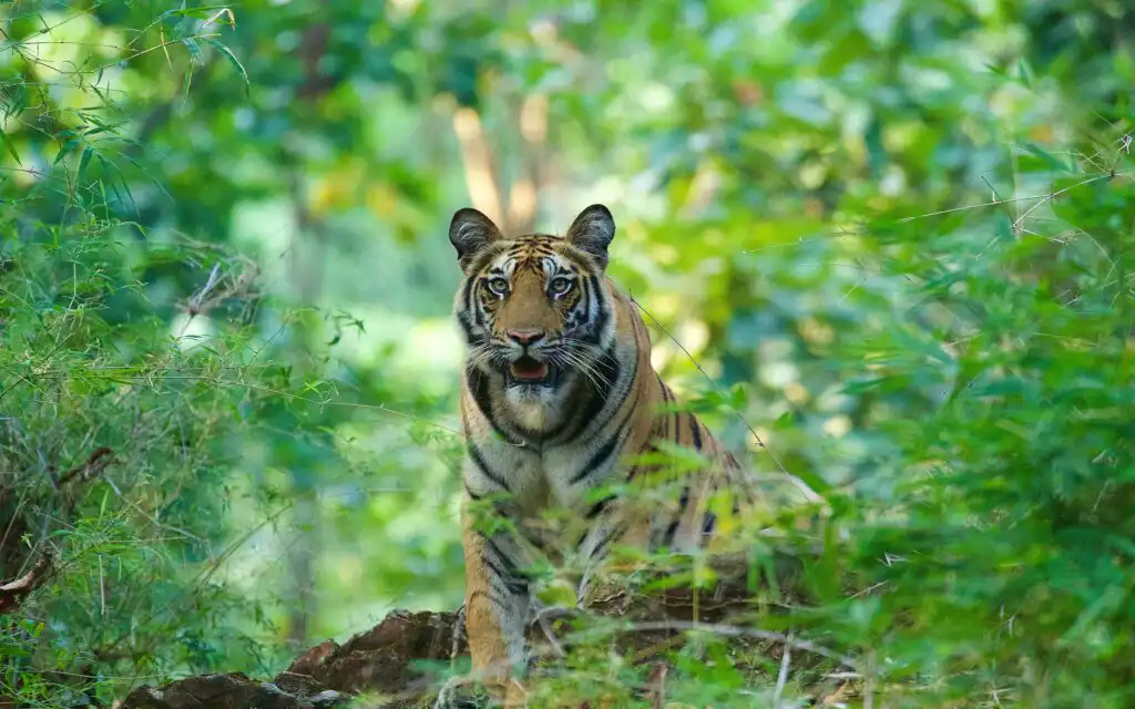 tiger god in india