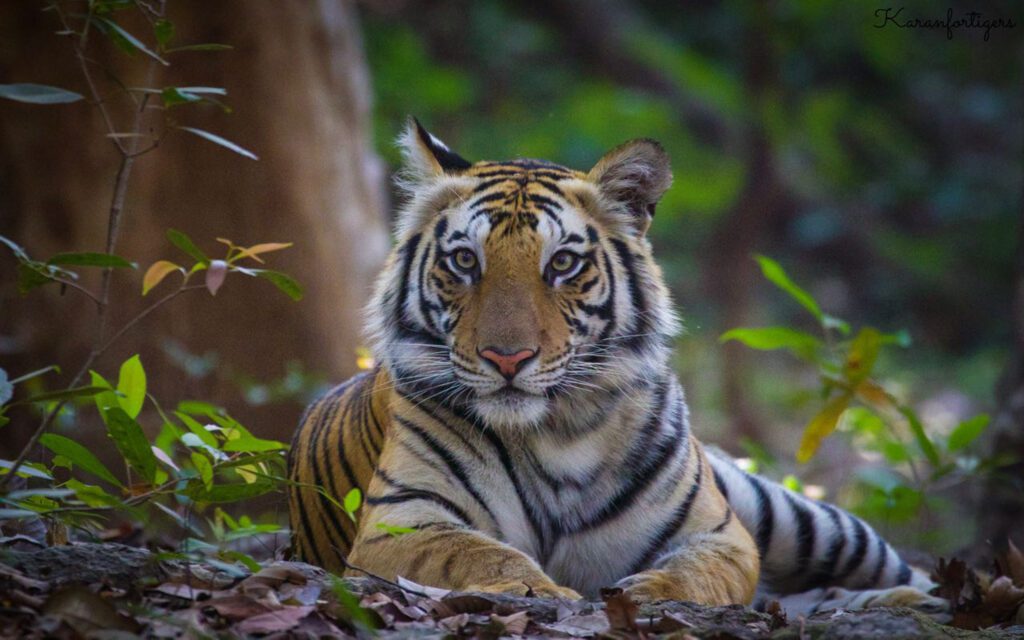 tiger gods in India