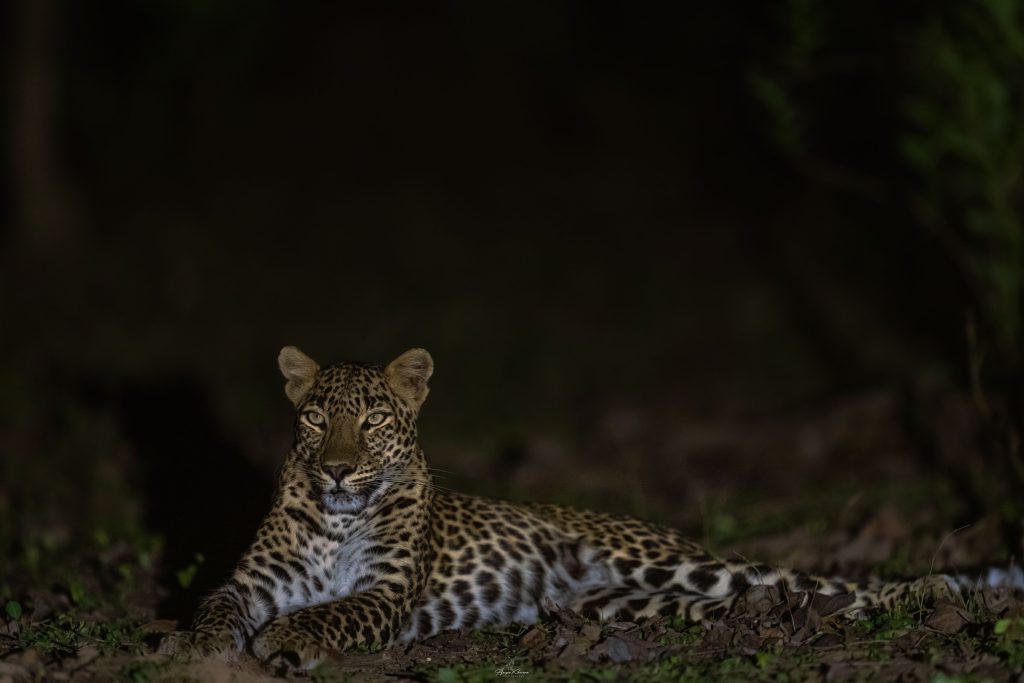 night safari in india