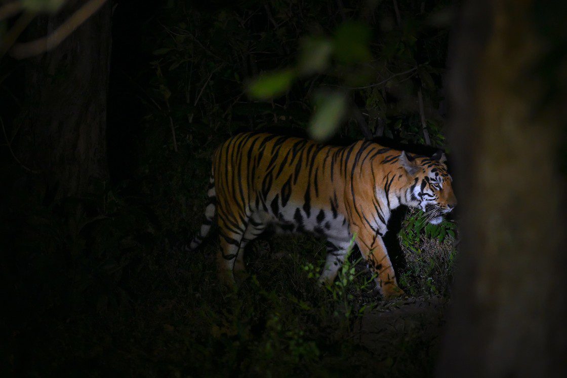wildlife night safari in india