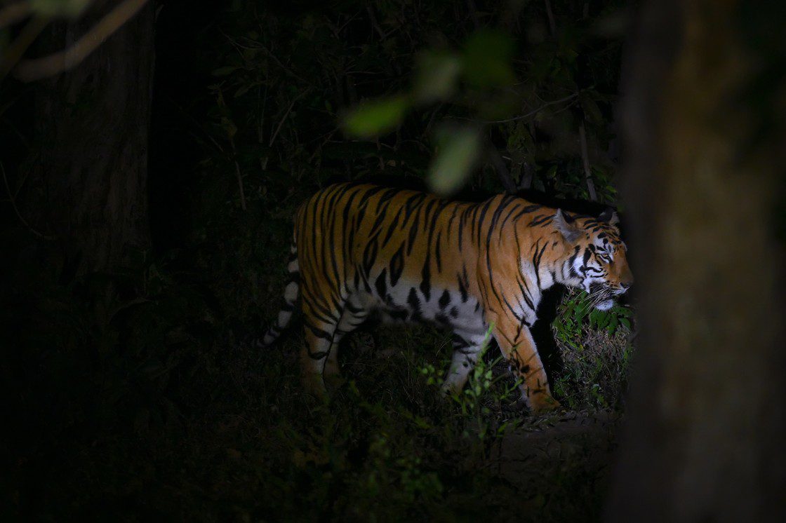 1st night safari in india