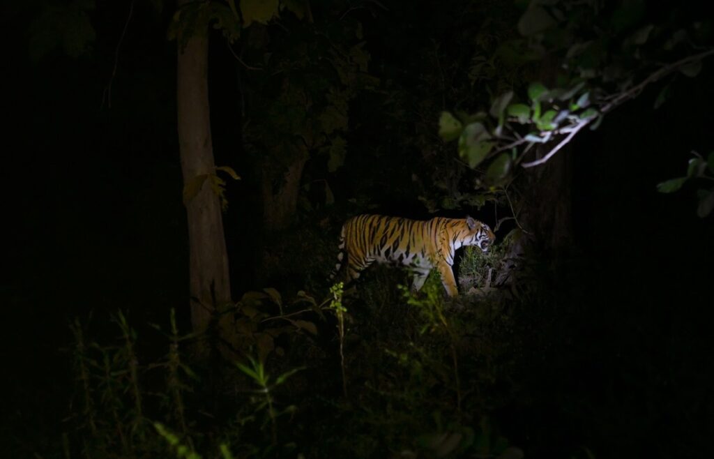 tiger sighting in night 