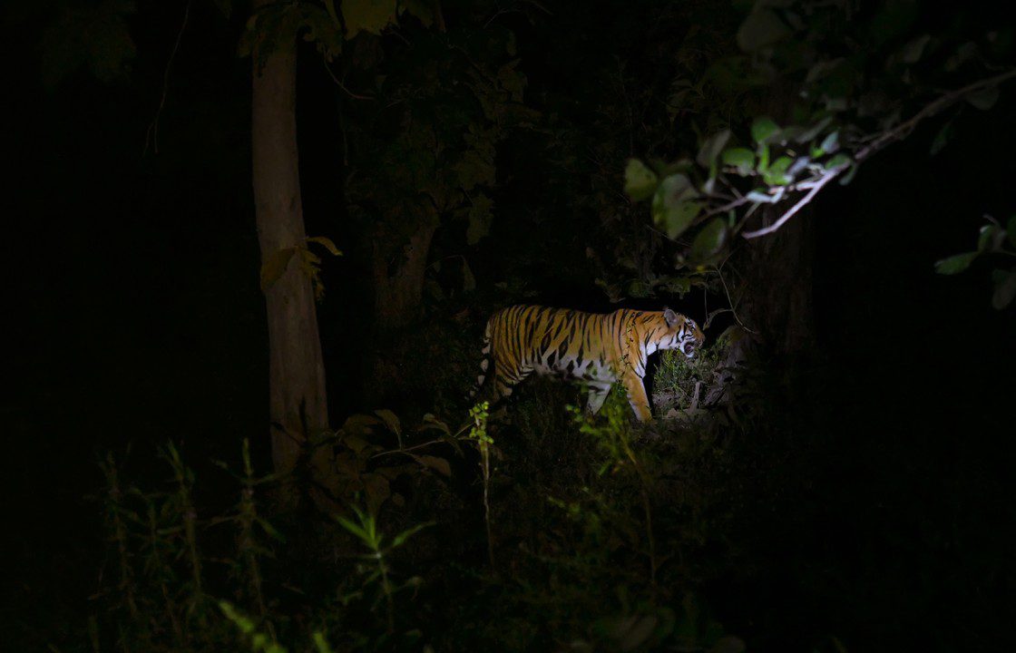 1st night safari in india