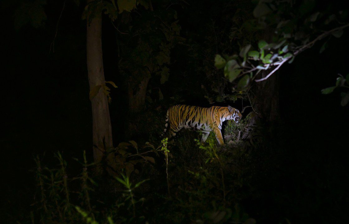 night safari rain