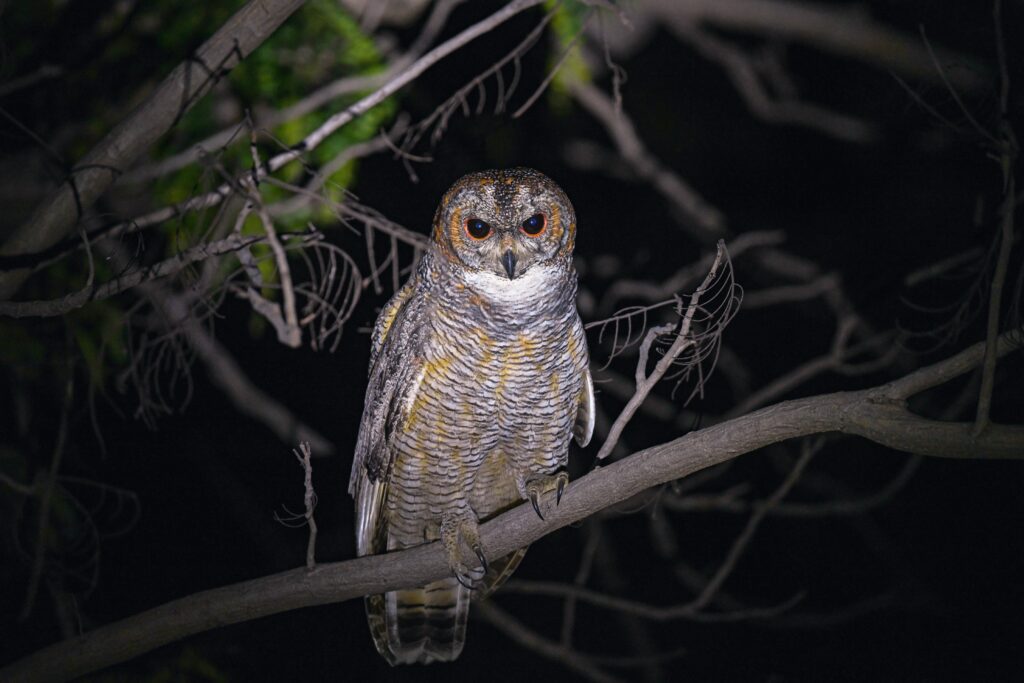 owl in india