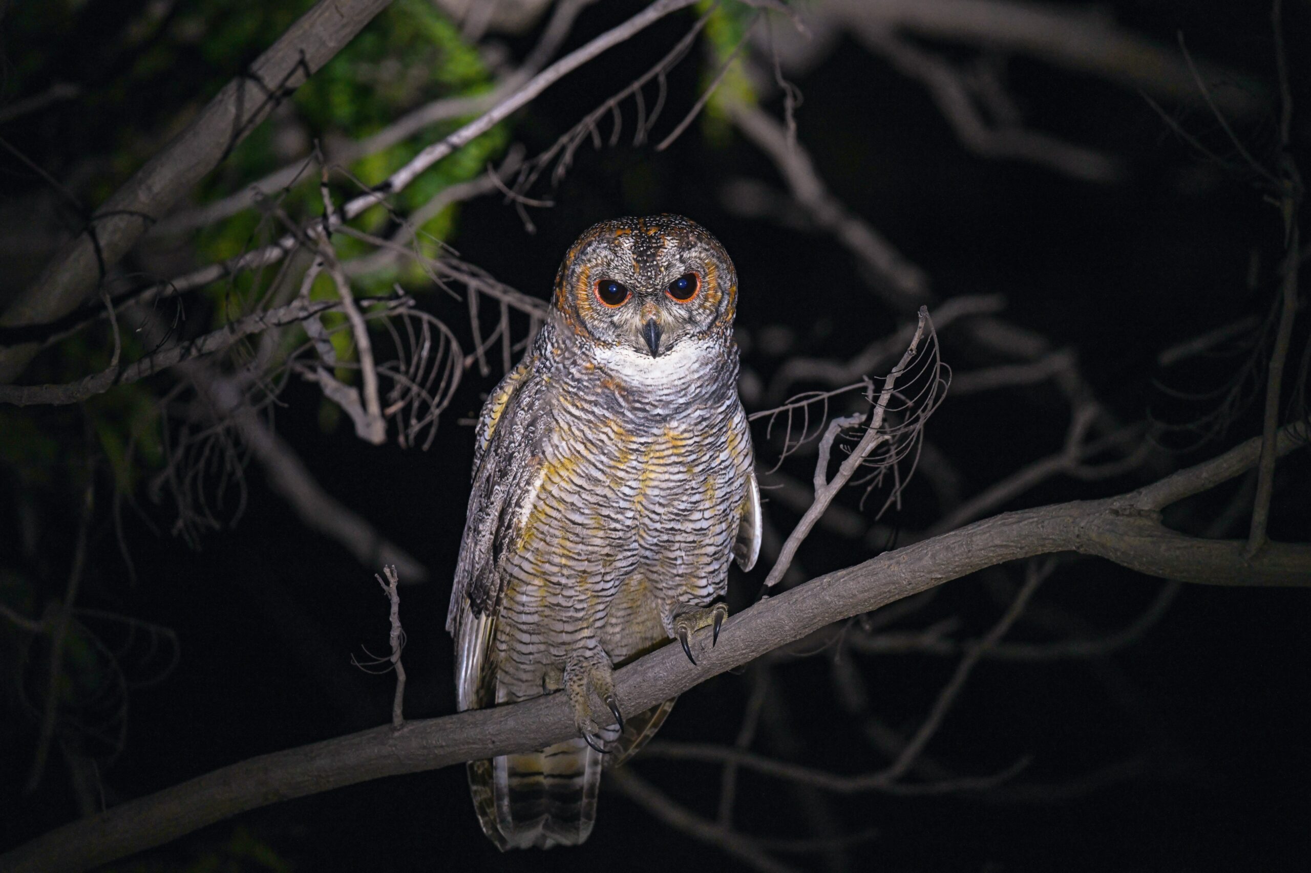 night safari owl