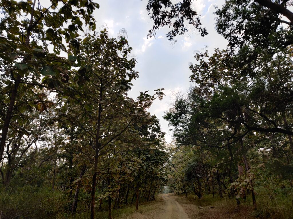 Vegetation of Tipeshwar