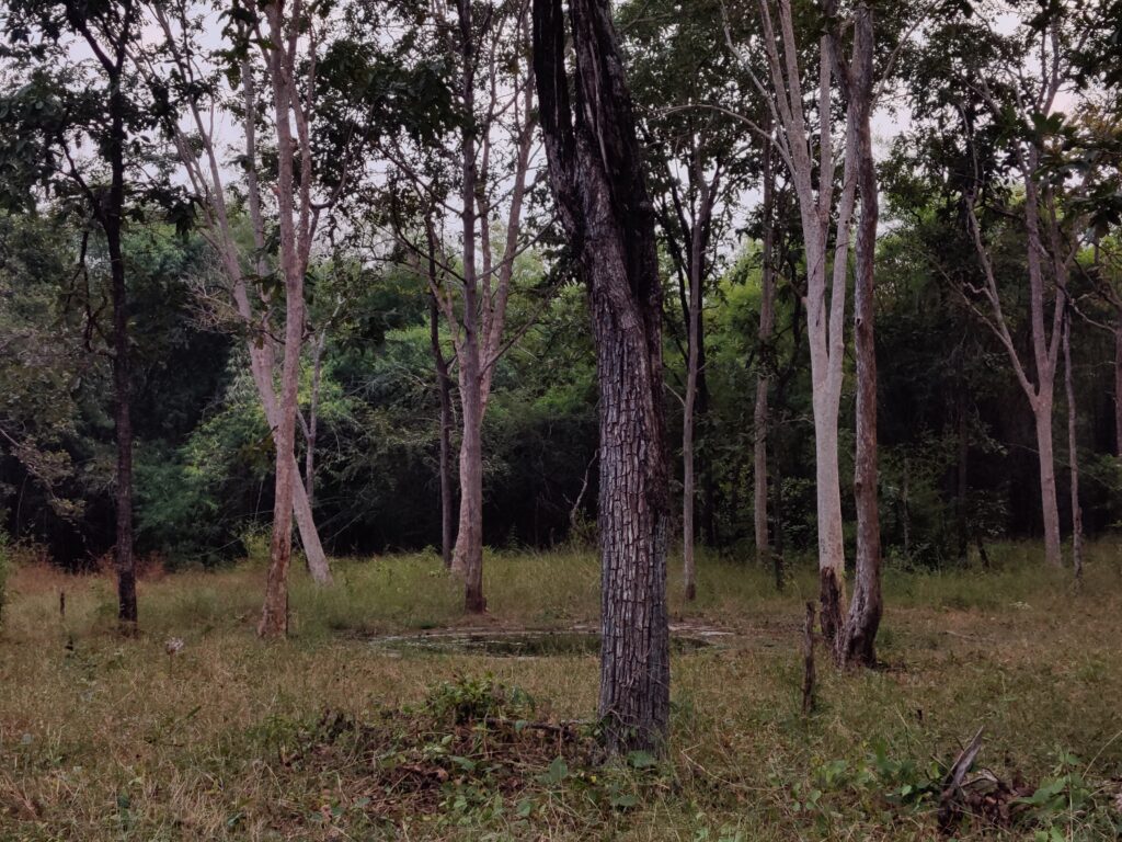 This is the waterbody where the first tiger - ‘Yuvraj’ was spotted with his mate after this area was notified as a wildlife sanctuary.