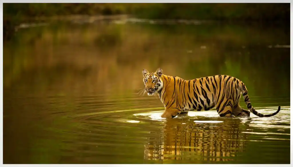 Journey into Tipeshwar Wildlife Sanctuary – Maharashtra’s Untouched Wilderness