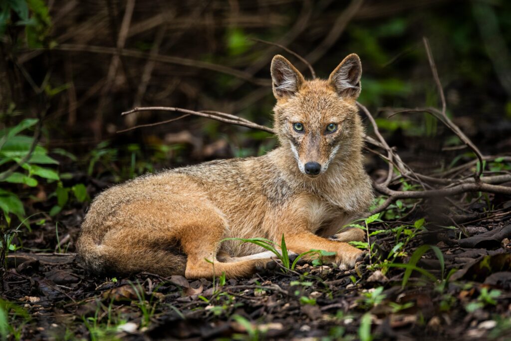 Tracing Mowgli’s Footsteps in Pench National Park