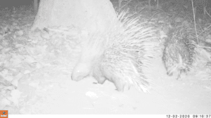 porcupine-01-poster