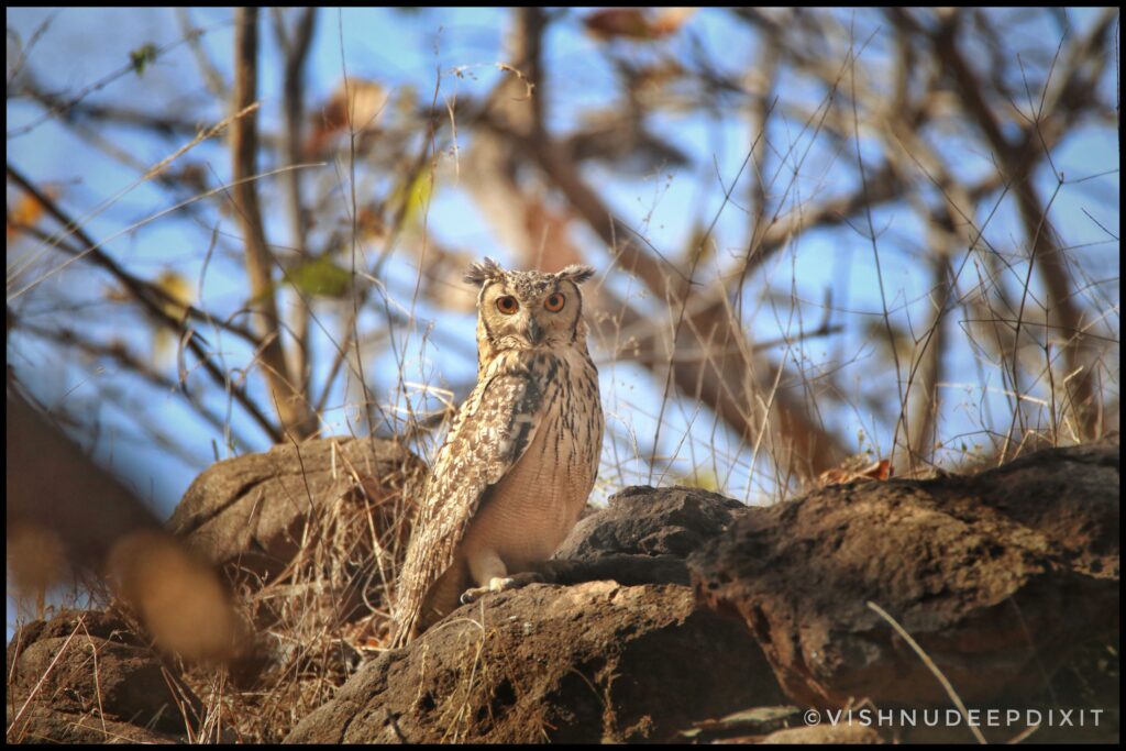  Indian eagle owl (Owls in India)