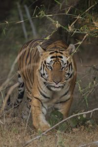 Bajrang tiger in Bandhavgarh