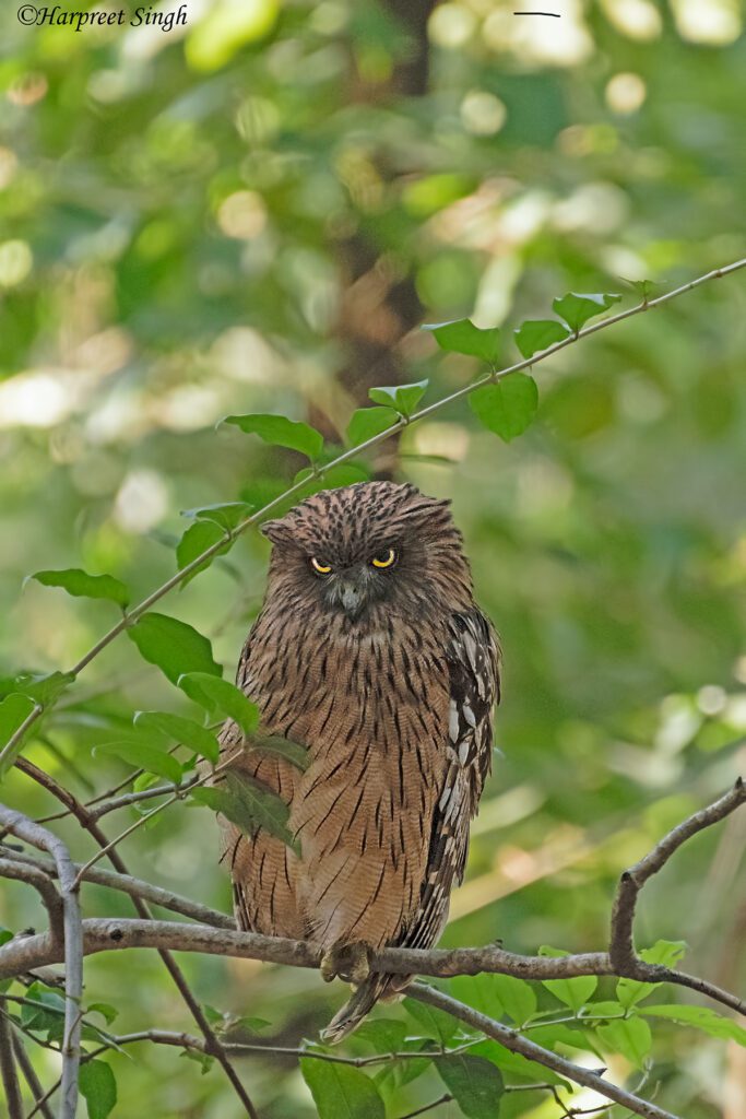 brown fish owl (Owls in India)