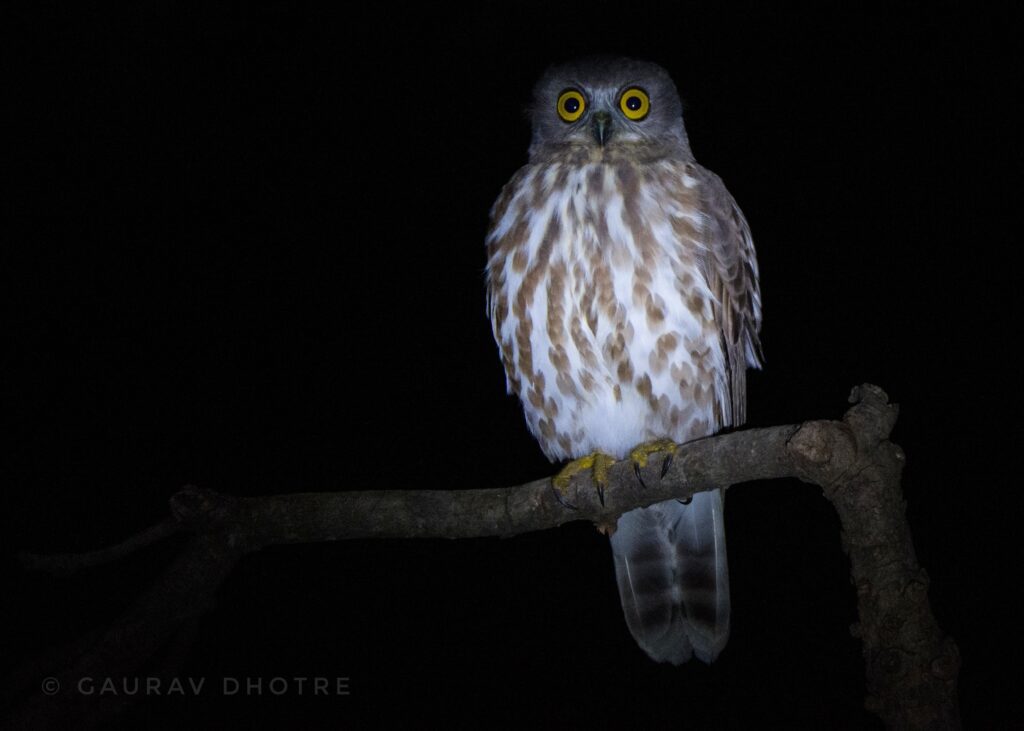 Brown Hawk Owl (Owls in India)