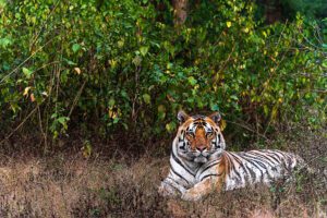 how to track Tiger