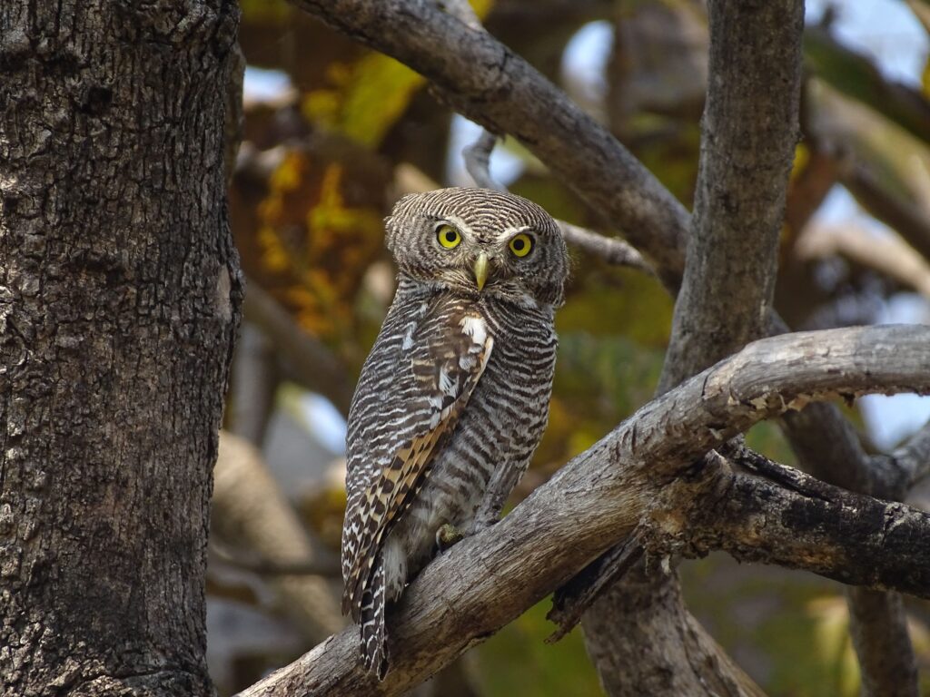Jungle owlet (Owls in India)