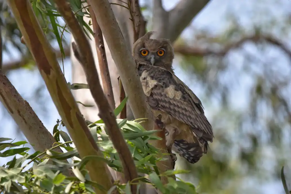 Owls in India | Owls of Central India | Owls in India | Pugdundee