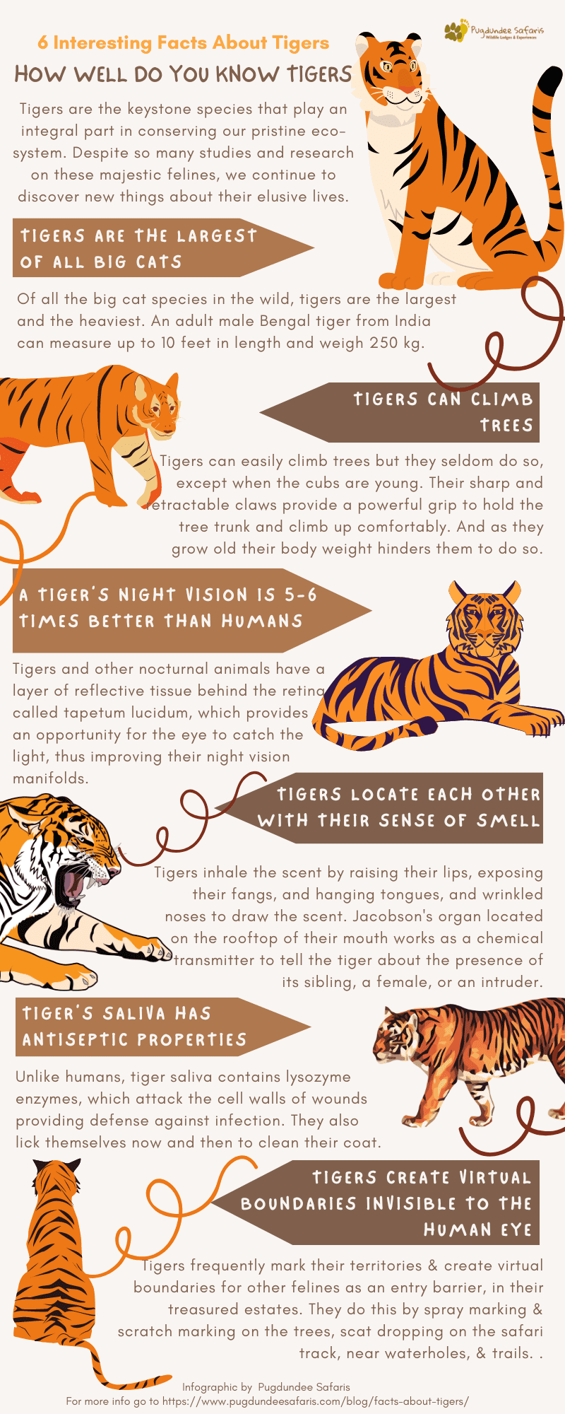 Bengal Tigers - Key Facts, Information & Pictures