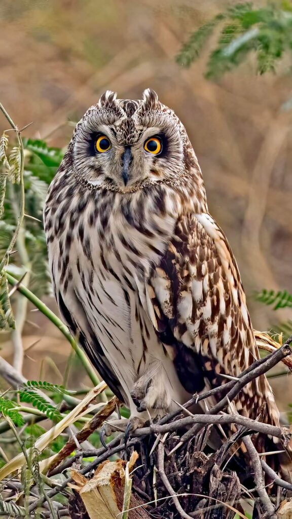 This image has an empty alt attribute; its file name is short-eared-owl-576x1024.jpg