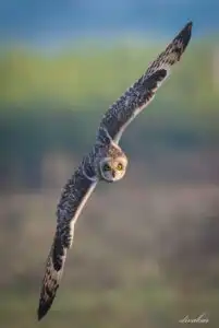 short-eared-owl-dr-divakar-rao | Pugdundee Safaris Blog