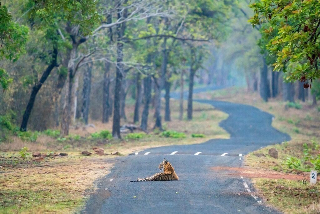 Tiger Cubs in india