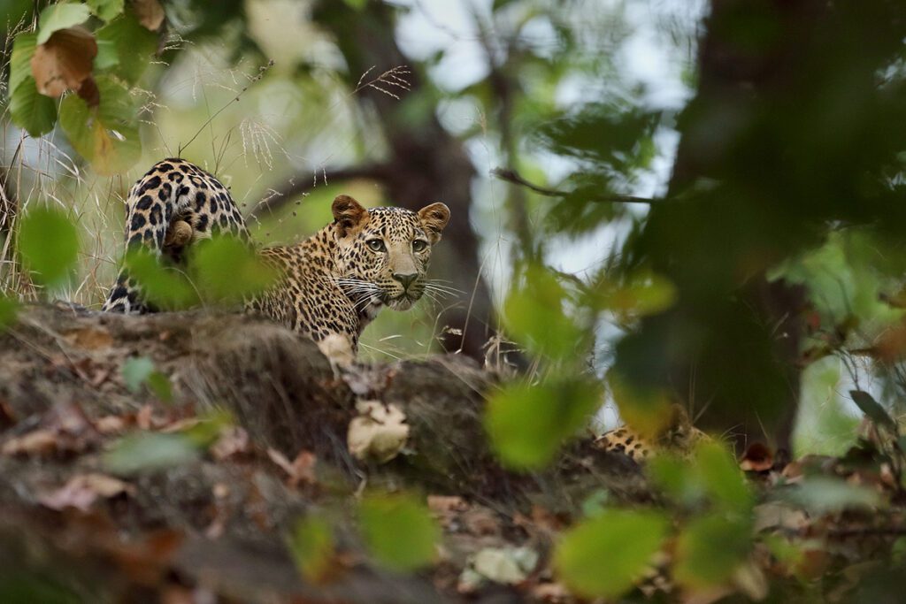 best places to see leopards in india