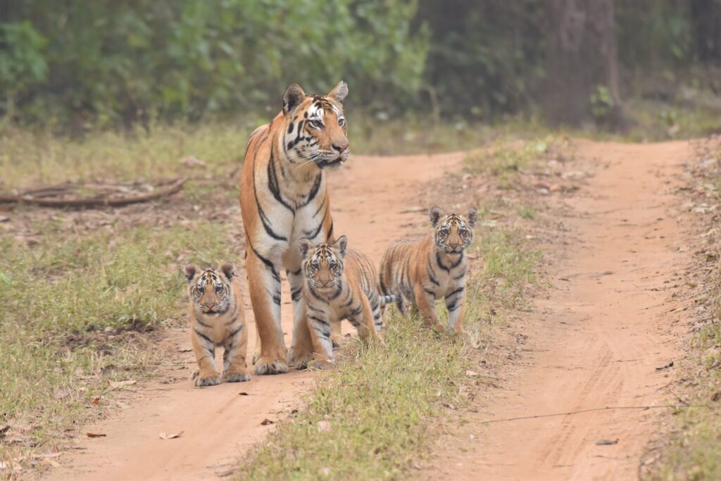 cubs of tiger