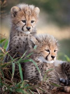 cropped-cheetah-in-india.jpg