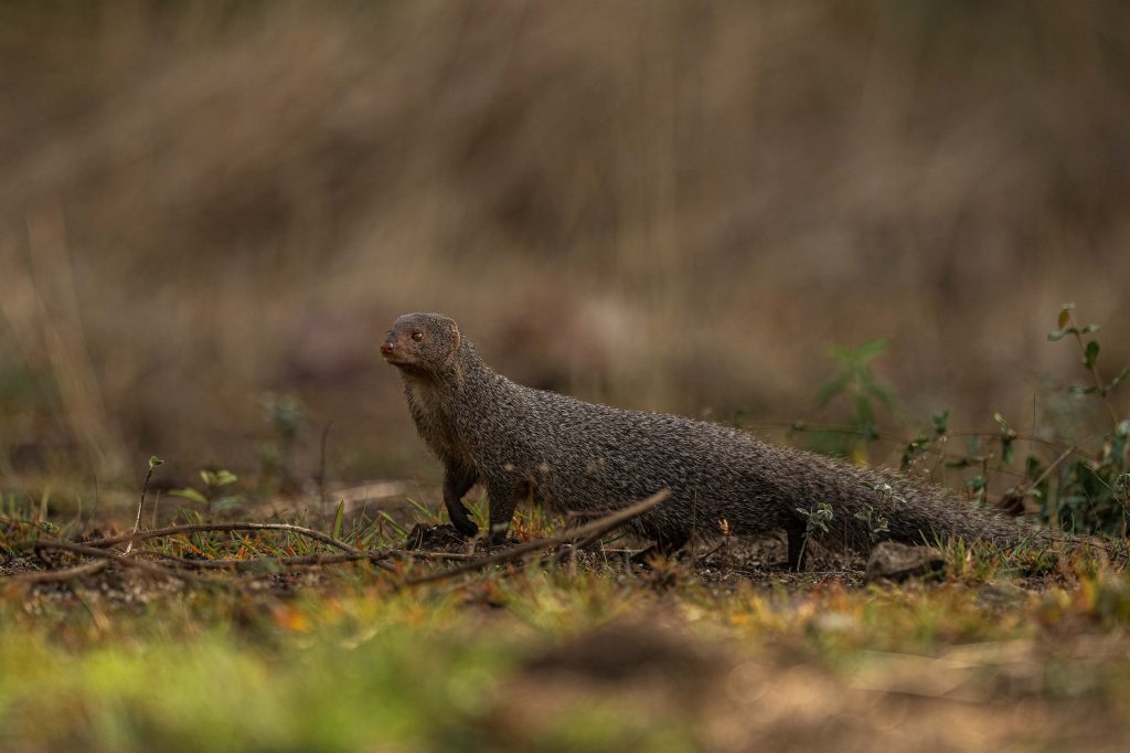 Indian Grey Mongoose 