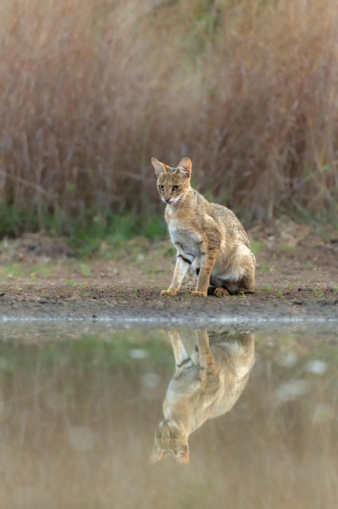 Jungle Cat