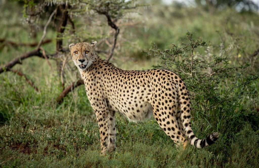 african cheetah