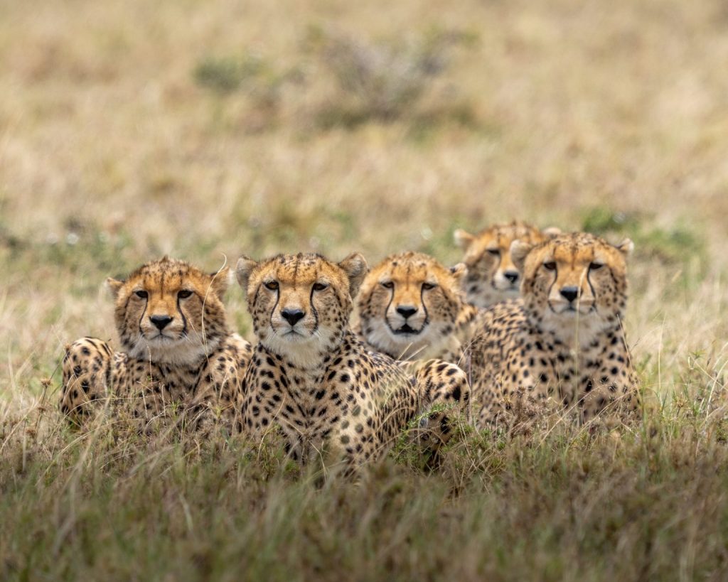 cheetah in group