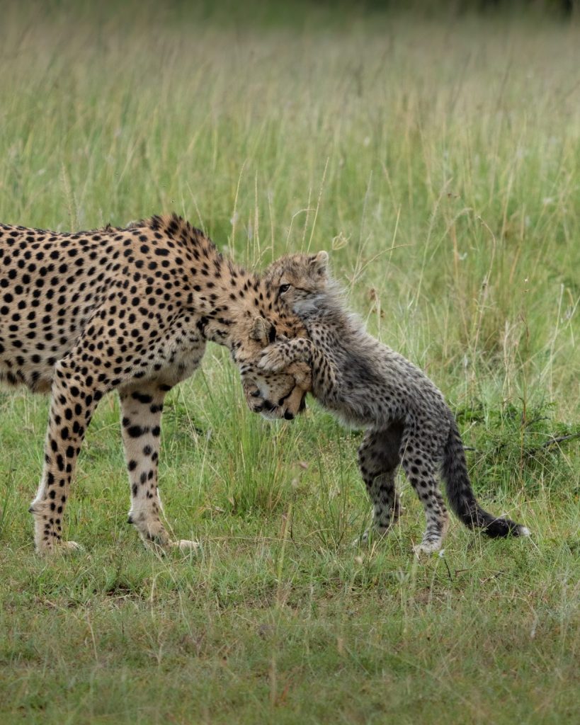 cheetah playing with cub