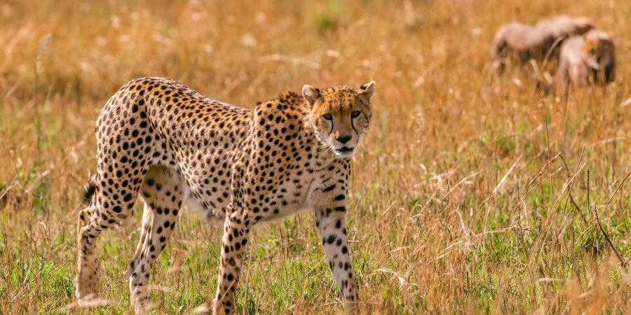 cheetah species