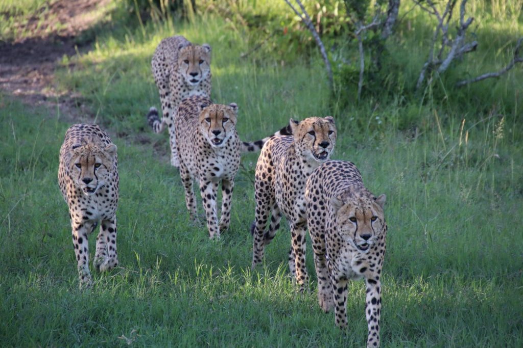 cheetahs in jungle walking