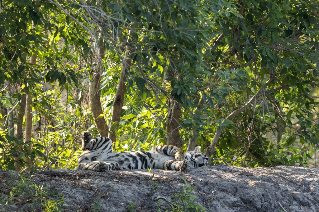 Tiger's snoozing time