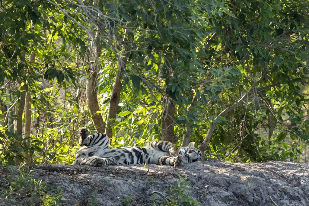 Tiger's snoozing time