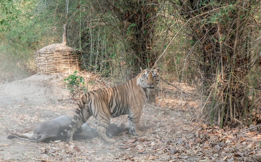 Tigers hunting attempt