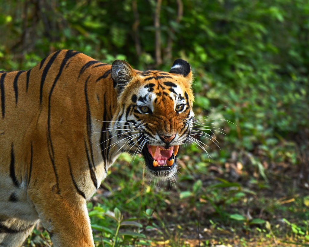 tigers of tadoba national park
