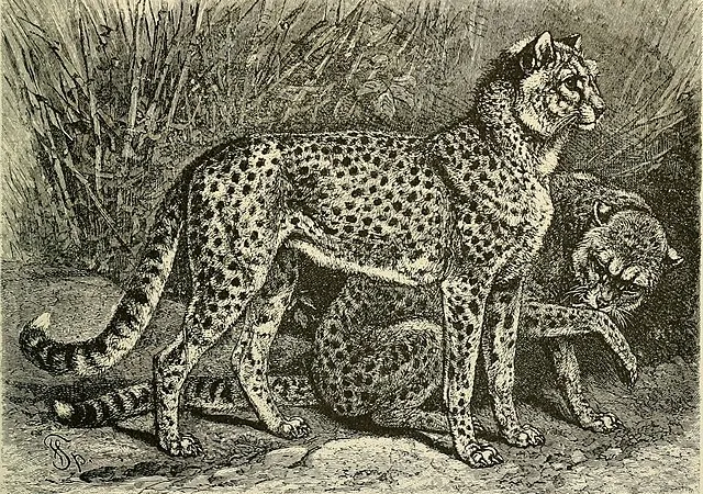 History of Cheetahs | Cheetahs in India