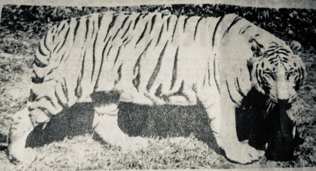 Older handsome tiger Mohan