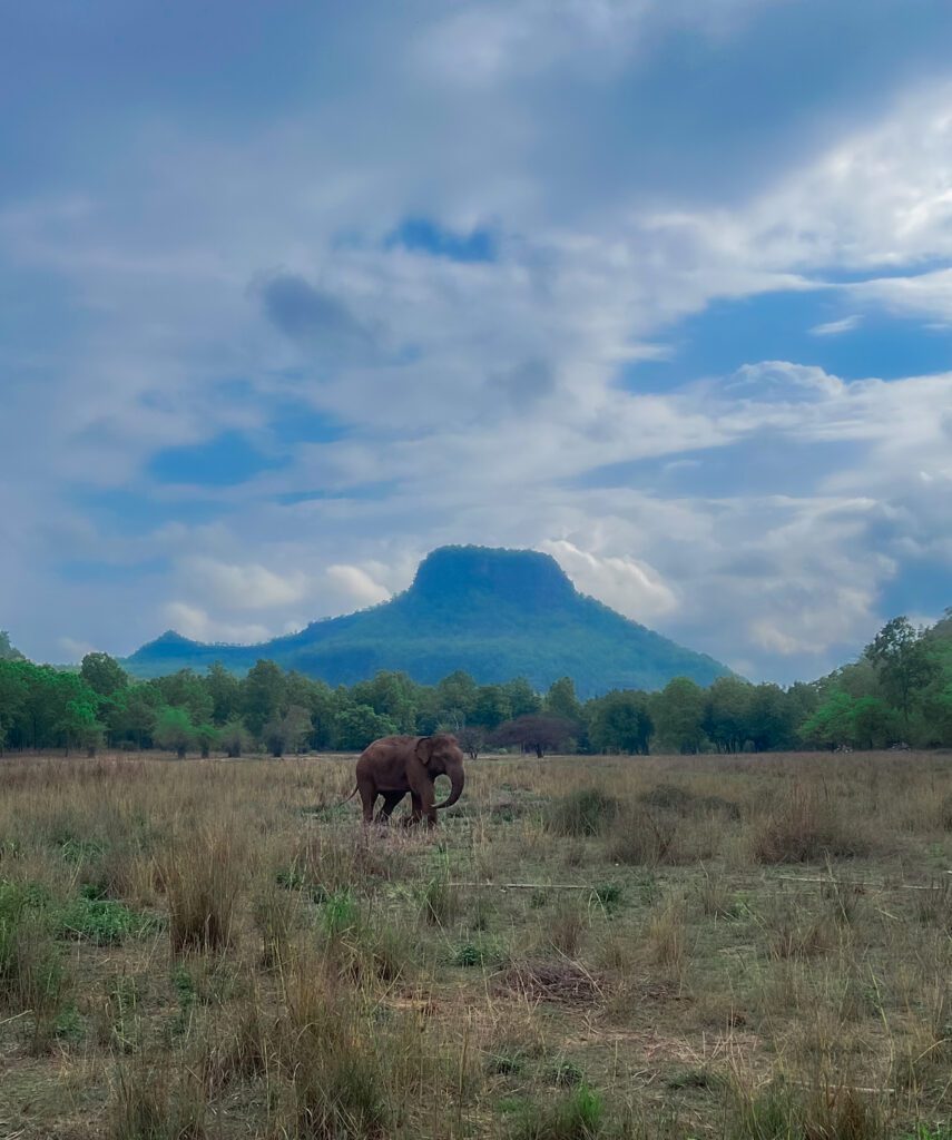 elephants in india 