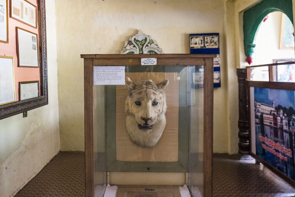 Mohan white tiger